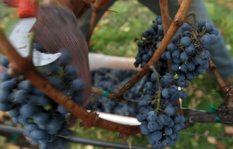 Close up of Harvester Cutting Grapes off Vine