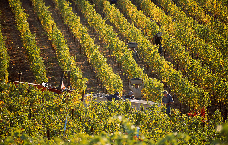 Harvesters in the Vineyard