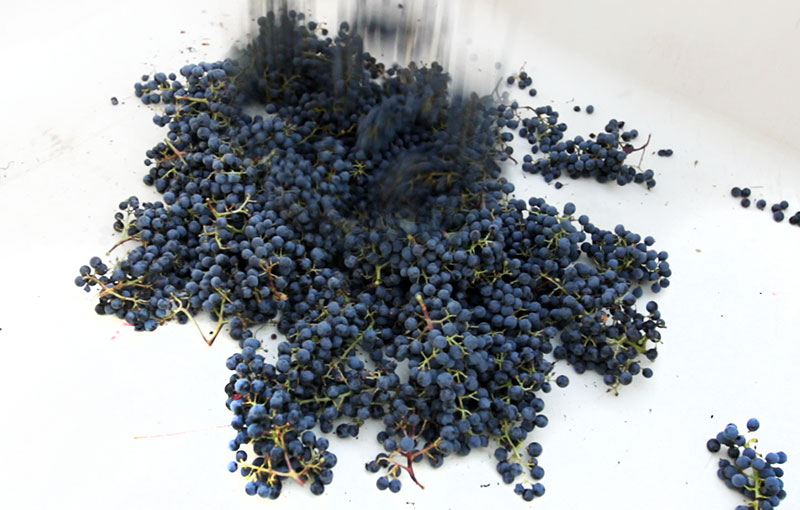 Close up of harvested grapes on white background