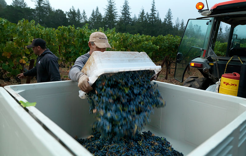 Worker Dumping Harvested Grapes into Larger Container