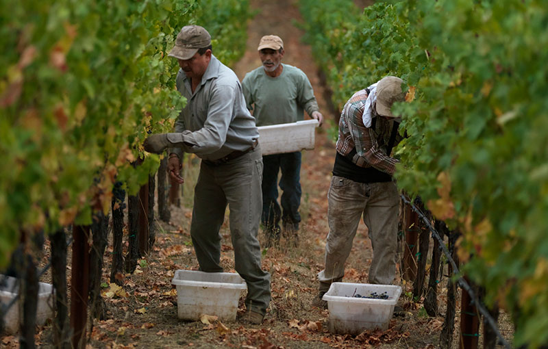 Harvesters picking Grapes in Vineyard